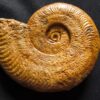 Harpoceras falciferum, Lias, Thouars, Frankreich