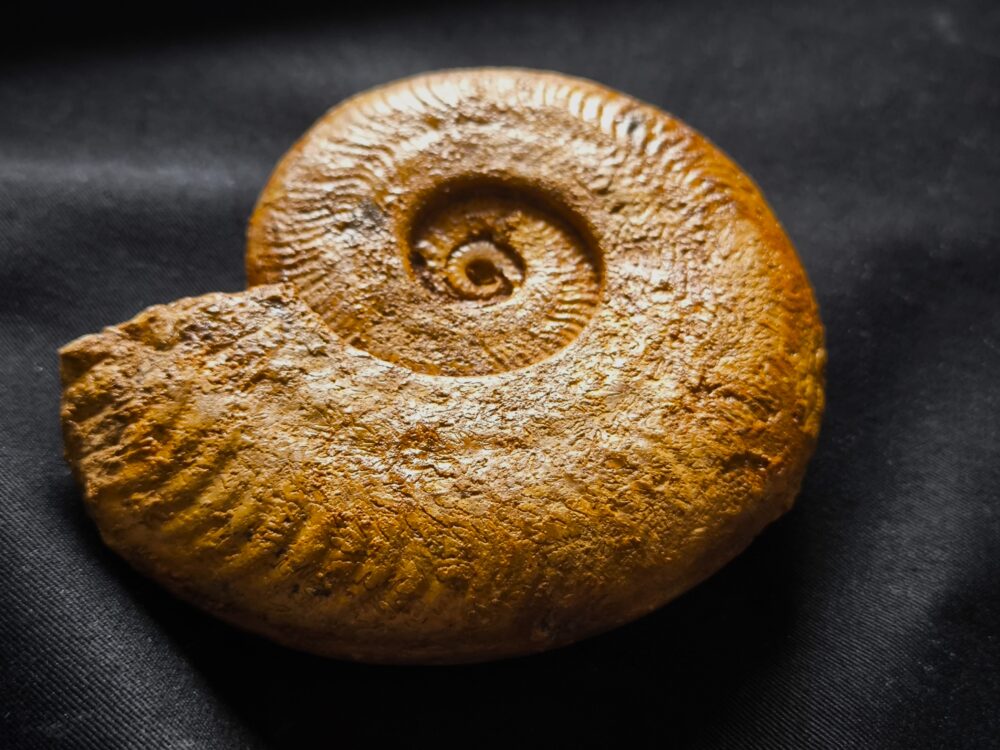 Harpoceras falciferum, Lias, Thouars, Frankreich