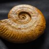 Harpoceras falciferum, Lias, Thouars, Frankreich