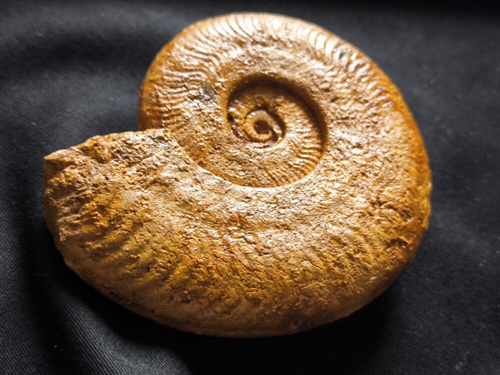 Harpoceras falciferum, Lias, Thouars, Frankreich