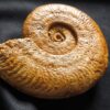 Harpoceras falciferum, Lias, Thouars, Frankreich