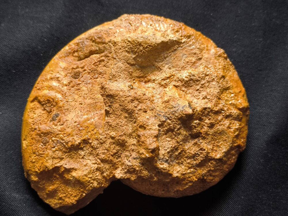 Harpoceras falciferum, Lias, Thouars, Frankreich