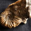 Knolle mit zwei Ammoniten der Spezies Pleuroceras transiens, Lias, Gnotzheim, Franken