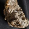 Knolle mit zwei Ammoniten der Spezies Pleuroceras transiens, Lias, Gnotzheim, Franken