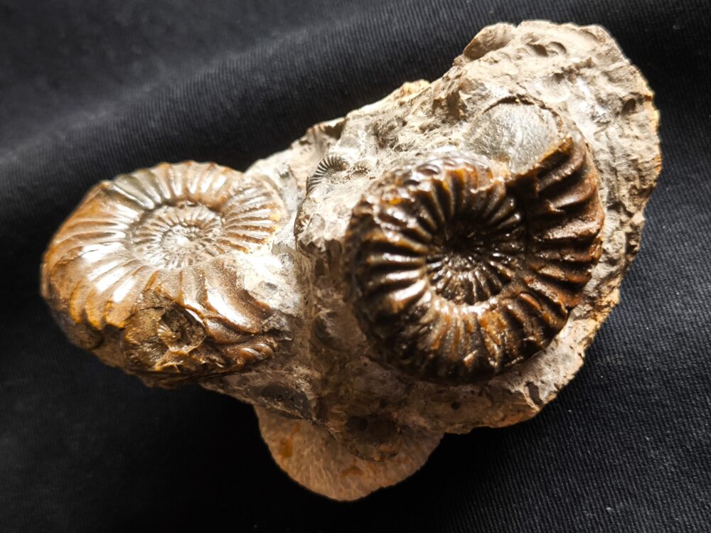 Knolle mit zwei Ammoniten der Spezies Pleuroceras transiens, Lias, Gnotzheim, Franken