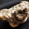 Knolle mit zwei Ammoniten der Spezies Pleuroceras transiens, Lias, Gnotzheim, Franken
