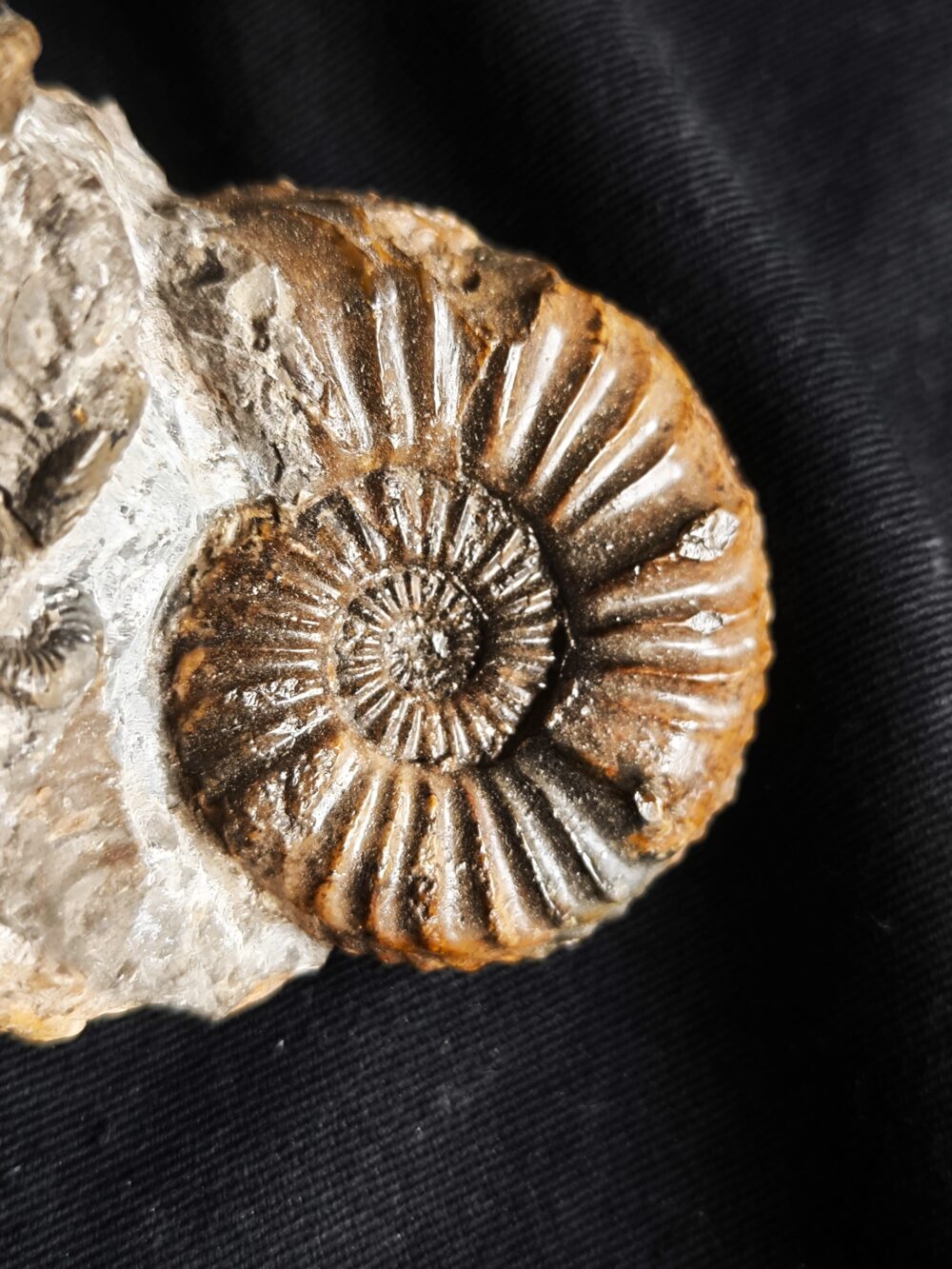 Knolle mit zwei Ammoniten der Spezies Pleuroceras transiens, Lias, Gnotzheim, Franken