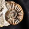 Knolle mit zwei Ammoniten der Spezies Pleuroceras transiens, Lias, Gnotzheim, Franken