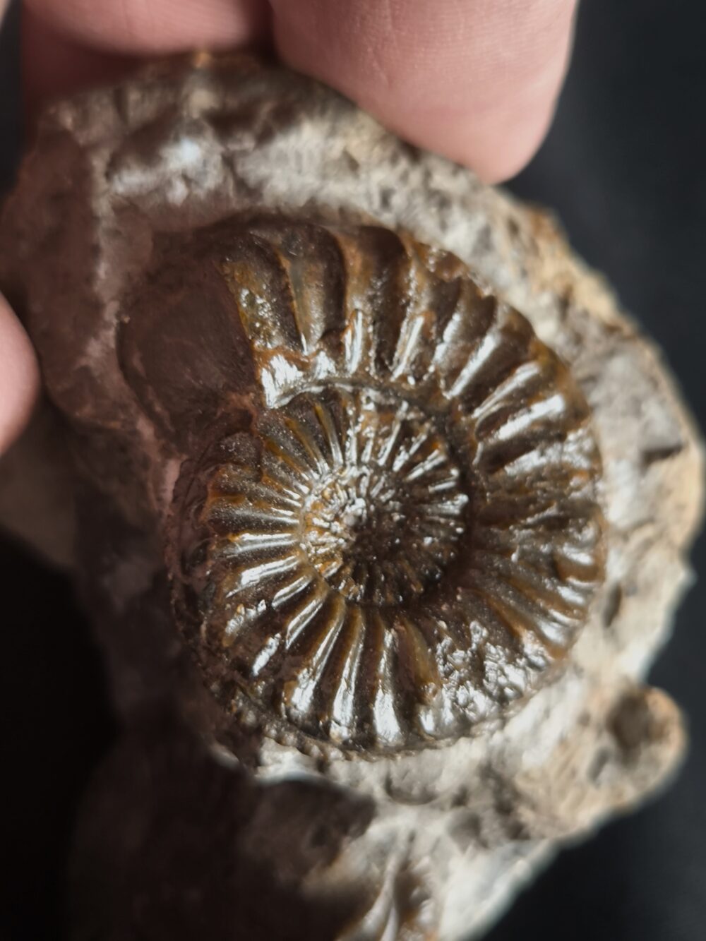 Knolle mit zwei Ammoniten der Spezies Pleuroceras transiens, Lias, Gnotzheim, Franken