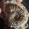 Knolle mit zwei Ammoniten der Spezies Pleuroceras transiens, Lias, Gnotzheim, Franken