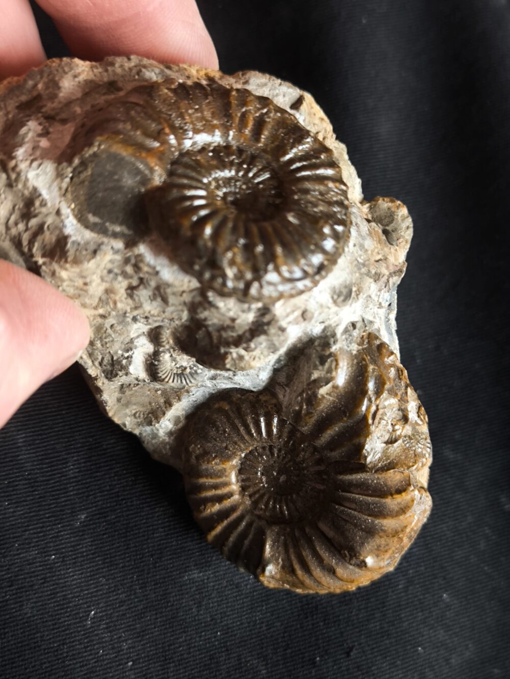 Knolle mit zwei Ammoniten der Spezies Pleuroceras transiens, Lias, Gnotzheim, Franken