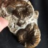 Knolle mit zwei Ammoniten der Spezies Pleuroceras transiens, Lias, Gnotzheim, Franken