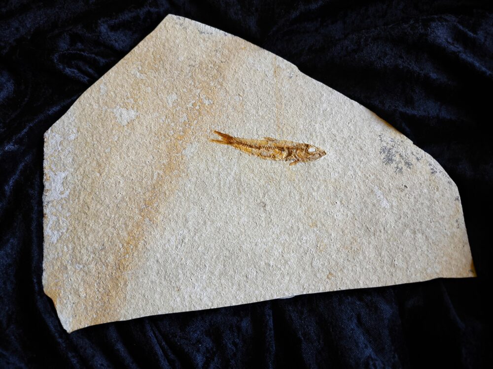 Fisch: Ascalabos voithi, Malm, Plattenkalk, Eichstätt