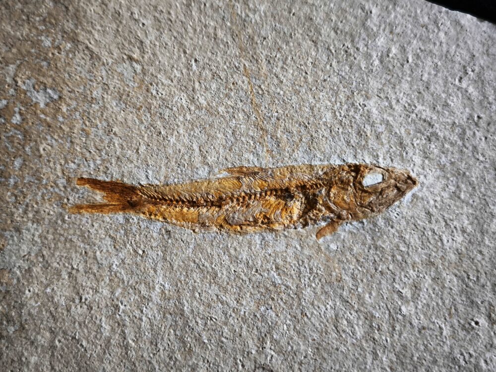 Fisch: Ascalabos voithi, Malm, Plattenkalk, Eichstätt