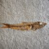 Fisch: Ascalabos voithi, Malm, Plattenkalk, Eichstätt