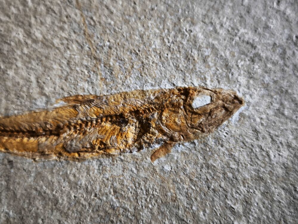Fisch: Ascalabos voithi, Malm, Plattenkalk, Eichstätt