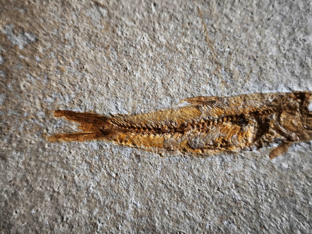 Fisch: Ascalabos voithi, Malm, Plattenkalk, Eichstätt