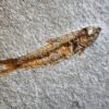 Fisch: Ascalabos voithi, Malm, Plattenkalk, Eichstätt