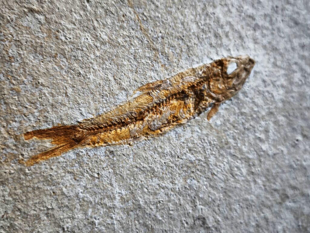 Fisch: Ascalabos voithi, Malm, Plattenkalk, Eichstätt