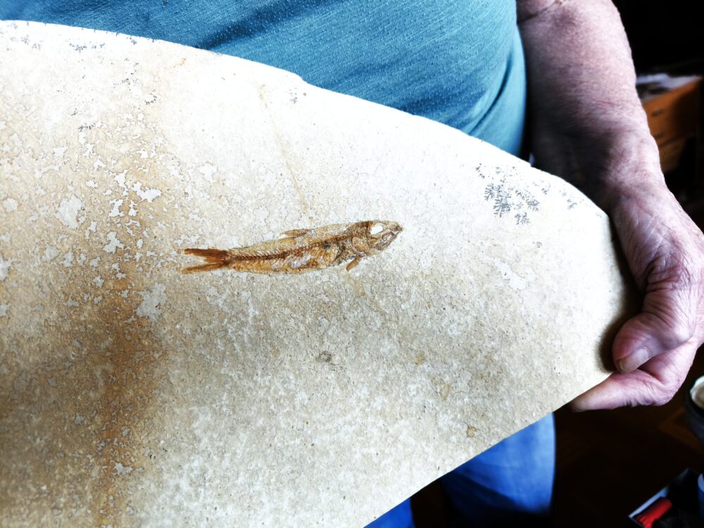 Fisch: Ascalabos voithi, Malm, Plattenkalk, Eichstätt