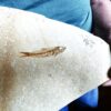 Fisch: Ascalabos voithi, Malm, Plattenkalk, Eichstätt