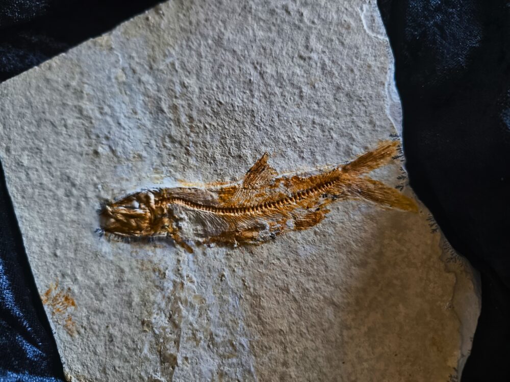 Fisch: Anaethalion angustus, Malm, Plattenkalk, Langenaltheim