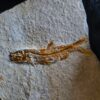 Fisch: Anaethalion angustus, Malm, Plattenkalk, Langenaltheim