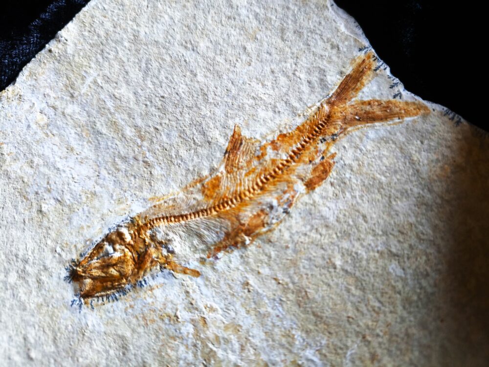 Fisch: Anaethalion angustus, Malm, Plattenkalk, Langenaltheim