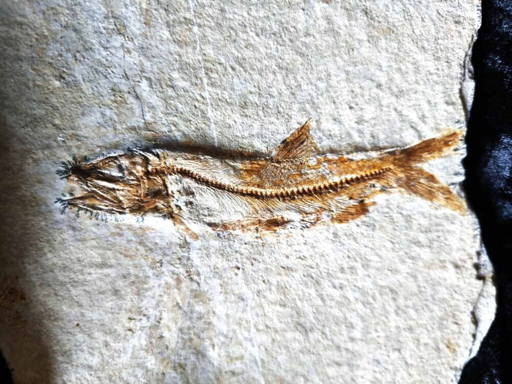 Fisch: Anaethalion angustus, Malm, Plattenkalk, Langenaltheim