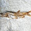 Fisch: Anaethalion angustus, Malm, Plattenkalk, Langenaltheim