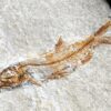 Fisch: Anaethalion angustus, Malm, Plattenkalk, Langenaltheim
