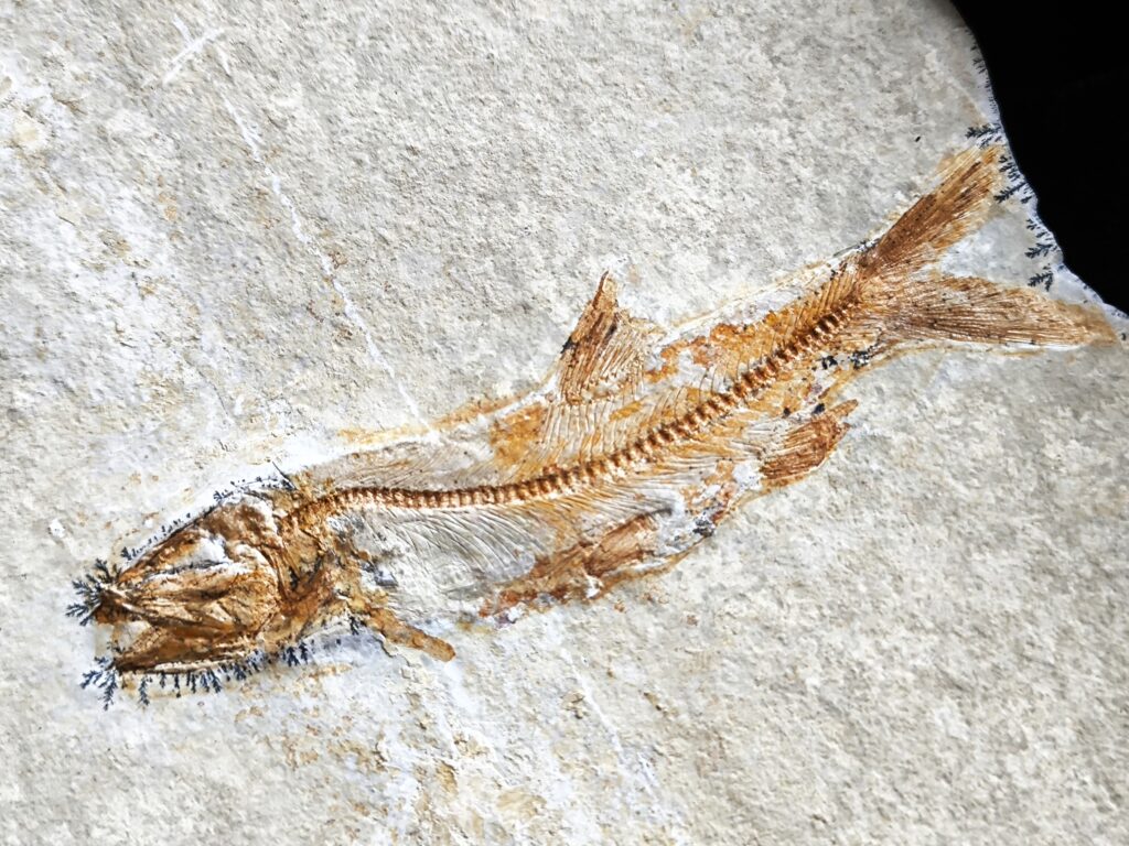 Fisch: Anaethalion angustus, Malm, Plattenkalk, Langenaltheim