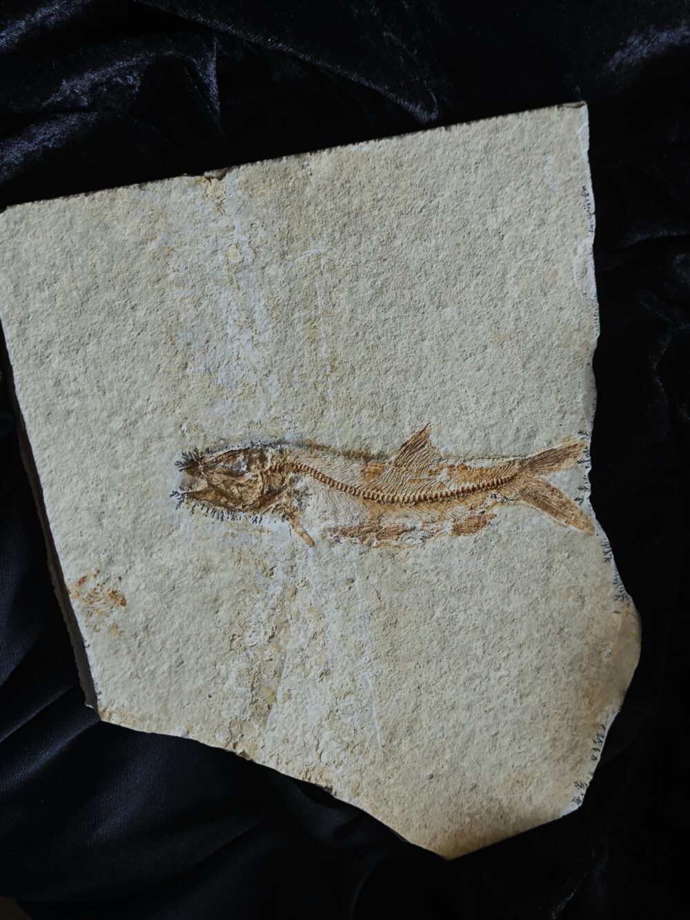 Fisch: Anaethalion angustus, Malm, Plattenkalk, Langenaltheim