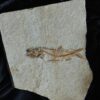 Fisch: Anaethalion angustus, Malm, Plattenkalk, Langenaltheim