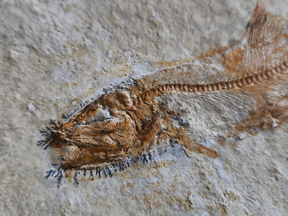 Fisch: Anaethalion angustus, Malm, Plattenkalk, Langenaltheim