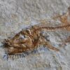 Fisch: Anaethalion angustus, Malm, Plattenkalk, Langenaltheim