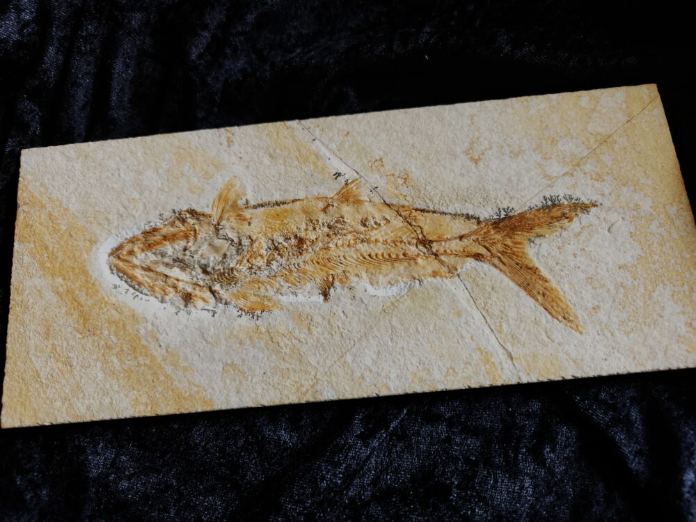 Fisch: Caturus furcatus, Malm, Plattenkalk, Eichstätt