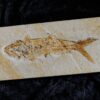 Fisch: Caturus furcatus, Malm, Plattenkalk, Eichstätt