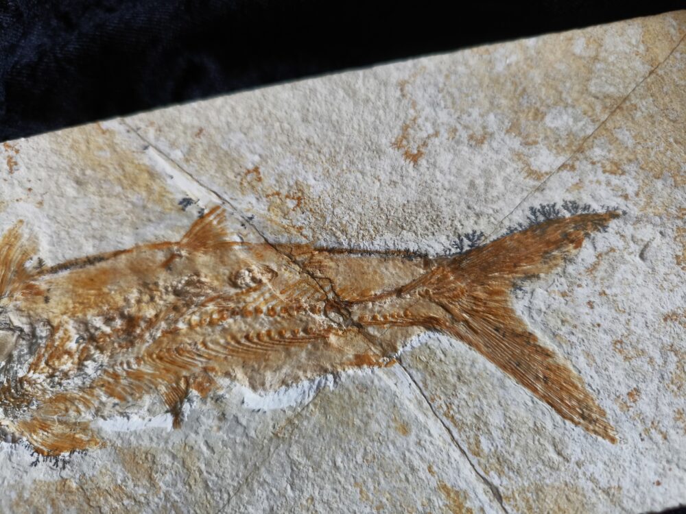 Fisch: Caturus furcatus, Malm, Plattenkalk, Eichstätt