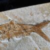Fisch: Caturus furcatus, Malm, Plattenkalk, Eichstätt
