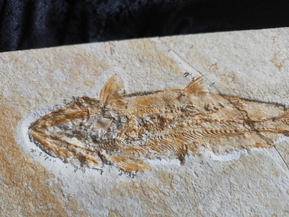 Fisch: Caturus furcatus, Malm, Plattenkalk, Eichstätt