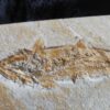 Fisch: Caturus furcatus, Malm, Plattenkalk, Eichstätt