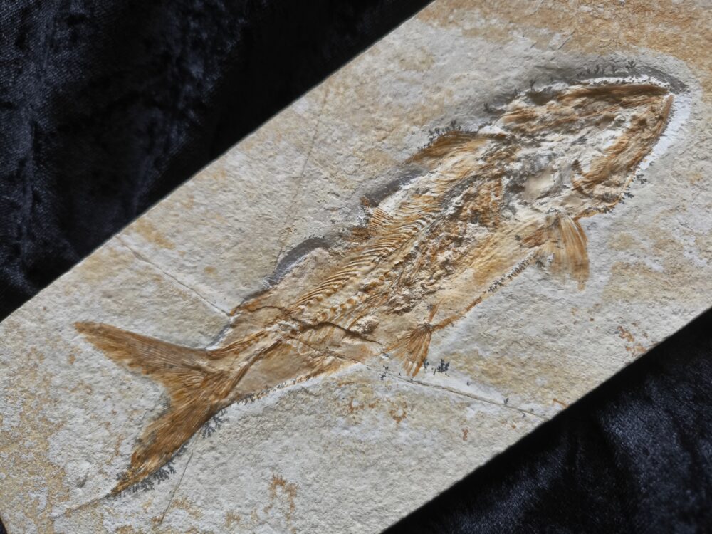 Fisch: Caturus furcatus, Malm, Plattenkalk, Eichstätt