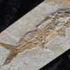 Fisch: Caturus furcatus, Malm, Plattenkalk, Eichstätt