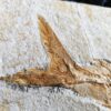 Fisch: Caturus furcatus, Malm, Plattenkalk, Eichstätt