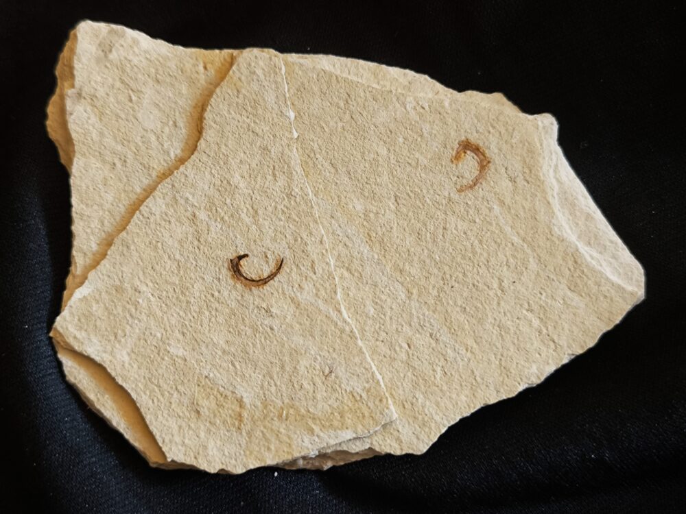 Zwei Onychiten, (Klammerhaken) vom Belemniten, Hibolithes, Malm, Plattenkalk, Nusplingen * reserviert *