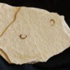 Zwei Onychiten, (Klammerhaken) vom Belemniten, Hibolithes, Malm, Plattenkalk, Nusplingen * reserviert *