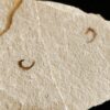 Zwei Onychiten, (Klammerhaken) vom Belemniten, Hibolithes, Malm, Plattenkalk, Nusplingen * reserviert *