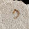 Zwei Onychiten, (Klammerhaken) vom Belemniten, Hibolithes, Malm, Plattenkalk, Nusplingen * reserviert *