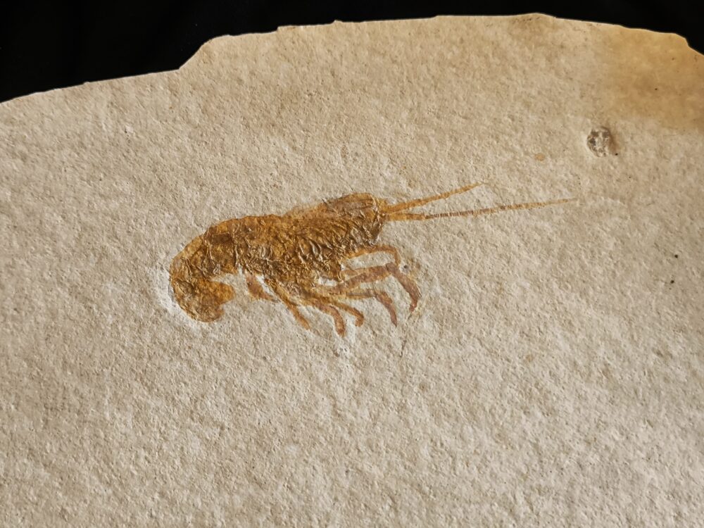 Krebs: Glyphaea pseudoscyllarus, Malm, Plattenkalk, Eichstätt